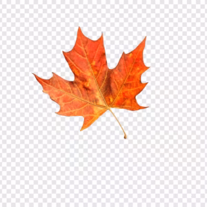 maple leaf